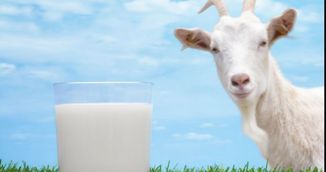 Beneficiile laptelui de capra. Ce afectiuni trateaza