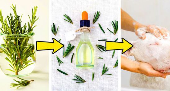 Cum sa scapi rapid de puricii de pe cainele tau. Prepara-ti acest sampon natural