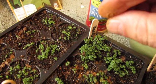 Foarte tare! N-o sa ghicesti motivul pentru care barbatul asta pune scortisoara pe plantele sale!