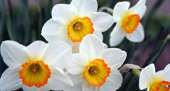 Acestea sunt plantele UCIGASE pe care trebuie sa le eviti neaparat!
