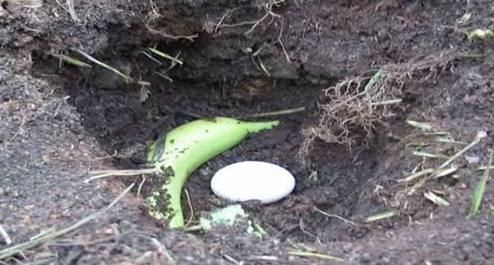 A ingropat un ou si o banana in pamant! Motivul te va soca!