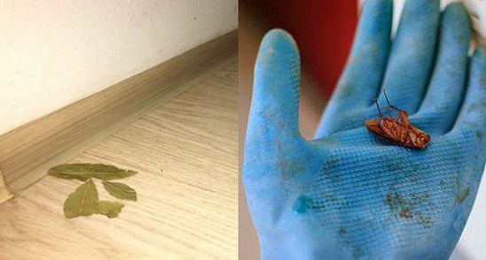 Scapa de gandacii de bucatarie cu ajutorul unui ingredient pe care il ai in casa. Metoda 100% eficienta